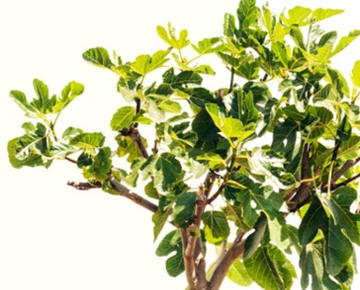 De vijgeboom