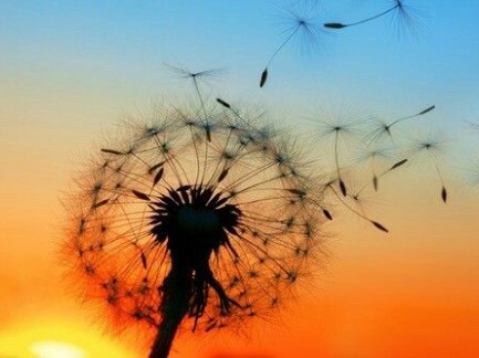 Echt gelukkig willen worden  [Mt. 5, 1-12 * Allerheiligen]